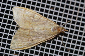 Ostrinia nubilalis / Maisznsler / Rsselznsler - Crambidae - Pyraustinae