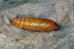 Paracorsia repandalis / Knigskerzen-Znsler / Nachtfalter - Znsler - Crambidae - Pyraustinae