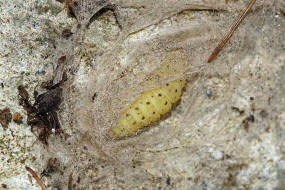 Paracorsia repandalis / Knigskerzen-Znsler (Raupe) / Nachtfalter - Znsler - Crambidae - Pyraustinae