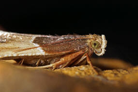 Pyralis farinalis / Mehlznsler / Nachtfalter - Znsler - Pyralidae - Pyralinae