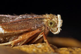 Pyralis farinalis / Mehlznsler / Nachtfalter - Znsler - Pyralidae - Pyralinae