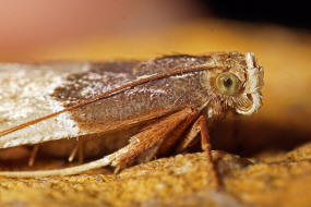 Pyralis farinalis / Mehlznsler / Nachtfalter - Znsler - Pyralidae - Pyralinae