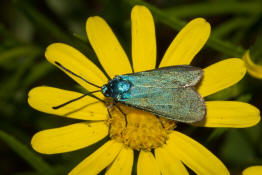 Adscita statices f. statices / Ampfer Grnwidderchen / Nachtfalter - Widderchen - Zygaenidae - Procridinae