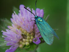 Adscita statices f. heuseri / Ampfer Grnwidderchen / Nachtfalter - Widderchen - Zygaenidae - Procridinae