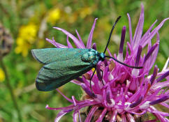 Adscita statices f. statices / Ampfer Grnwidderchen / Nachtfalter - Widderchen - Zygaenidae - Procridinae