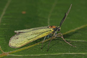 Jordanita globulariae / Flockenblumen-Grnwidderchen / Nachtfalter - Widderchen - Zygaenidae - Procridinae