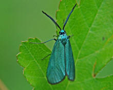 Jordanita spec. / Grnwidderchen / Nachtfalter - Widderchen - Zygaenidae - Procridinae