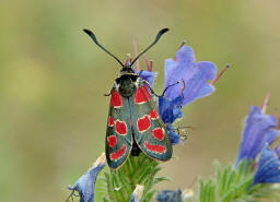 Zygaena carniolica / Esparsetten-Widderchen / Krainer Widderchen / Nachtfalter - Widderchen - Zygaenidae - Zygaeninae