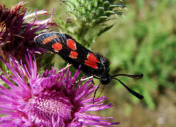 Zygaena carniolica / Esparsetten-Widderchen / Krainer Widderchen / Nachtfalter - Widderchen - Zygaenidae - Zygaeninae