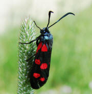 Zygaena ephialtes / Vernderliches Widderchen / Nachtfalter - Widderchen - Zygaenidae - Zygaeninae