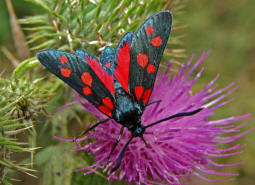 Zygaena ephialtes / Vernderliches Widderchen / Nachtfalter - Widderchen - Zygaenidae - Zygaeninae