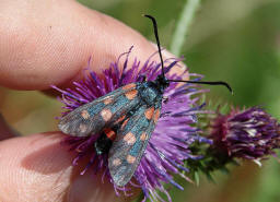 Zygaena ephialtes / Vernderliches Widderchen / Nachtfalter - Widderchen - Zygaenidae - Zygaeninae