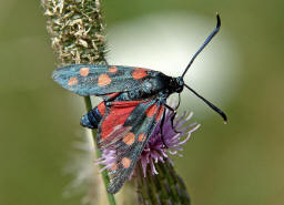 Zygaena ephialtes / Vernderliches Widderchen / Nachtfalter - Widderchen - Zygaenidae - Zygaeninae