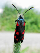 Zygaena ephialtes / Vernderliches Widderchen / Nachtfalter - Widderchen - Zygaenidae - Zygaeninae