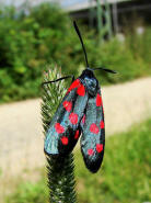 Zygaena ephialtes / Vernderliches Widderchen / Nachtfalter - Widderchen - Zygaenidae - Zygaeninae