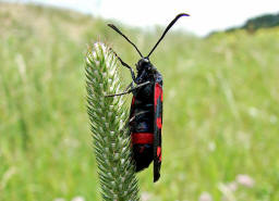 Zygaena ephialtes / Vernderliches Widderchen / Nachtfalter - Widderchen - Zygaenidae - Zygaeninae