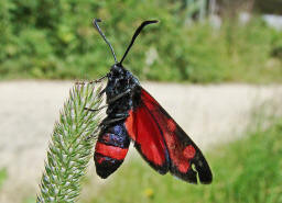 Zygaena ephialtes / Vernderliches Widderchen / Nachtfalter - Widderchen - Zygaenidae - Zygaeninae