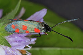 Zygaena filipendulae / Sechsfleck-Widderchen / Gemeines Blutstrpfchen / Nachtfalter - Widderchen - Zygaenidae - Zygaeninae