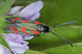 Zygaena filipendulae / Sechsfleck-Widderchen / Gemeines Blutstrpfchen / Nachtfalter - Widderchen - Zygaenidae - Zygaeninae