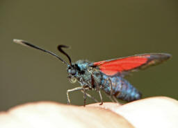 Zygaena transalpina / Hufeisenklee-Widderchen / Nachtfalter - Widderchen - Zygaenidae - Zygaeninae