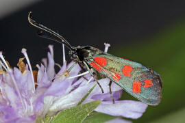 Zygaena filipendulae / Sechsfleck-Widderchen / Gemeines Blutstrpfchen / Nachtfalter - Widderchen - Zygaenidae - Zygaeninae