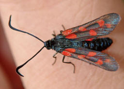 Zygaena transalpina / Hufeisenklee-Widderchen / Nachtfalter - Widderchen - Zygaenidae - Zygaeninae