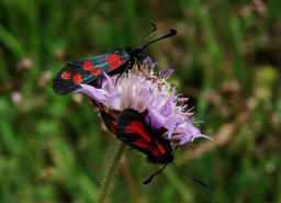 Zygaena filipendulae / Sechsfleck-Widderchen / Gemeines Blutstrpfchen / Nachtfalter - Widderchen - Zygaenidae - Zygaeninae / Zusammen mit Zygaena purpuralis/minos (unten)