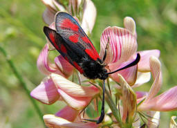 Zygaena loti / Beilfleck-Widderchen / Nachtfalter - Widderchen - Zygaenidae - Zygaeninae