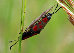 Zygaena loti / Beilfleck-Widderchen / Nachtfalter - Widderchen - Zygaenidae - Zygaeninae