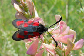 Zygaena loti / Beilfleck-Widderchen / Nachtfalter - Widderchen - Zygaenidae - Zygaeninae