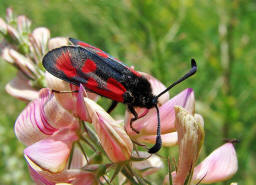 Zygaena loti / Beilfleck-Widderchen / Nachtfalter - Widderchen - Zygaenidae - Zygaeninae