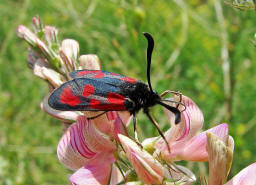 Zygaena loti / Beilfleck-Widderchen / Nachtfalter - Widderchen - Zygaenidae - Zygaeninae