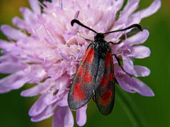 Zygaena loti / Beilfleck-Widderchen / Nachtfalter - Widderchen - Zygaenidae - Zygaeninae