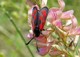 Zygaena loti / Beilfleck-Widderchen / Nachtfalter - Widderchen - Zygaenidae - Zygaeninae