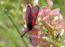 Zygaena loti / Beilfleck-Widderchen / Nachtfalter - Widderchen - Zygaenidae - Zygaeninae