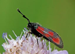 Zygaena loti / Beilfleck-Widderchen / Nachtfalter - Widderchen - Zygaenidae - Zygaeninae