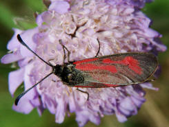 Zygaena purpuralis/Zygaena minos / Thymian-Widderchen/Bibernell-Widderchen / Nachtfalter - Widderchen - Zygaenidae - Zygaeninae