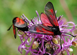 Zygaena purpuralis/Zygaena minos / Thymian-Widderchen/Bibernell-Widderchen / Nachtfalter - Widderchen - Zygaenidae - Zygaeninae