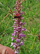 Zygaena purpuralis/Zygaena minos / Thymian-Widderchen/Bibernell-Widderchen / Nachtfalter - Widderchen - Zygaenidae - Zygaeninae