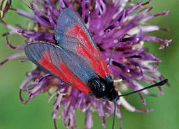 Zygaena purpuralis/Zygaena minos / Thymian-Widderchen/Bibernell-Widderchen / Nachtfalter - Widderchen - Zygaenidae - Zygaeninae