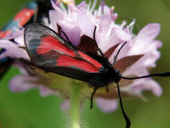 Zygaena purpuralis/Zygaena minos / Thymian-Widderchen/Bibernell-Widderchen / Nachtfalter - Widderchen - Zygaenidae - Zygaeninae