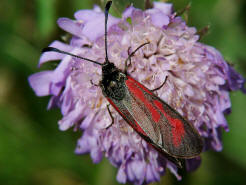 Zygaena purpuralis/Zygaena minos / Thymian-Widderchen/Bibernell-Widderchen / Nachtfalter - Widderchen - Zygaenidae - Zygaeninae