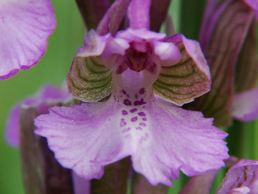 Anacamptis morio (früher Orchis morio) / Kleines Knabenkraut / Salep Knabenkraut / Orchidaceae / Orchideengewächse