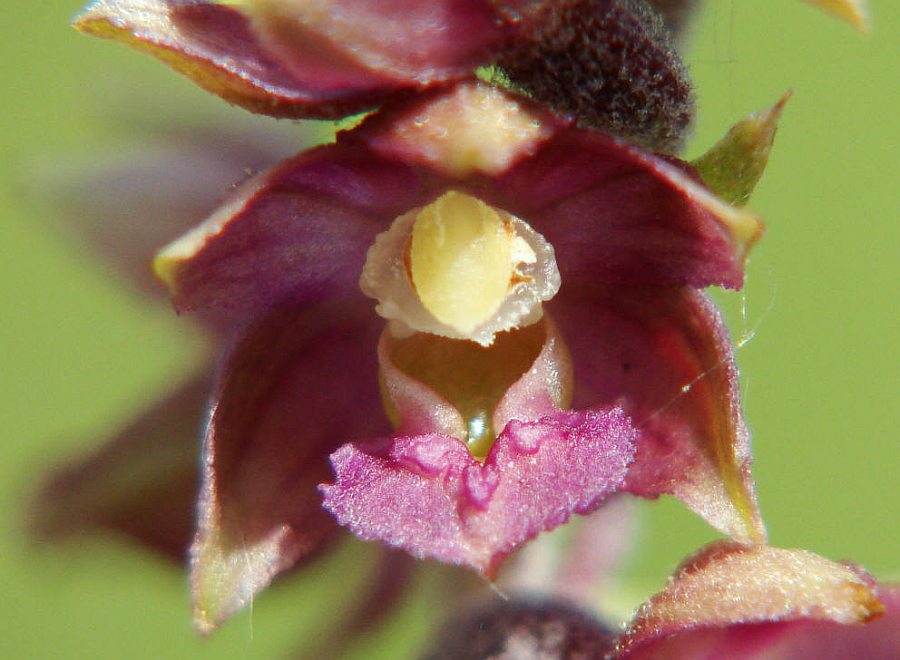 Epipactis atrorubens / Braunrote Stendelwurz / Orchidaceae / Orchideengewächse