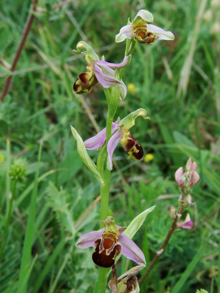 Ophrys apifera / Bienen-Ragwurz / Orchidaceae / Orchideengewächse