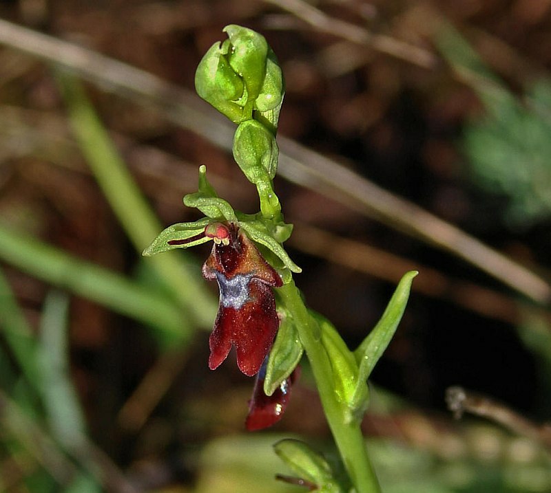 Ophrys insectifera / Fliegen-Ragwurz / Orchidaceae / Orchideengewächse / Rote Liste 3 / §