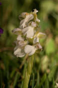 Anacamptis morio var. alba (früher Orchis morio) / Kleines Knabenkraut / Salep Knabenkraut / Orchidaceae / Orchideengewächse