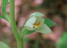 Cephalanthera damasonium / Weißes Waldvögelein / Orchidaceae / Orchideengewächse 