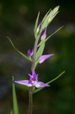 Cephalanthera rubra / Rotes Waldvgelein / Orchidaceae / Orchideengewchse