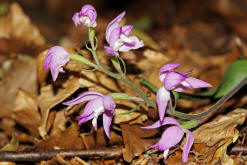 Cephalanthera rubra / Rotes Waldvgelein / Orchidaceae / Orchideengewchse